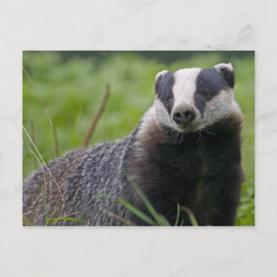Badger Postcard