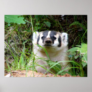 badger poster