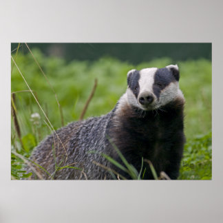 Badger Print