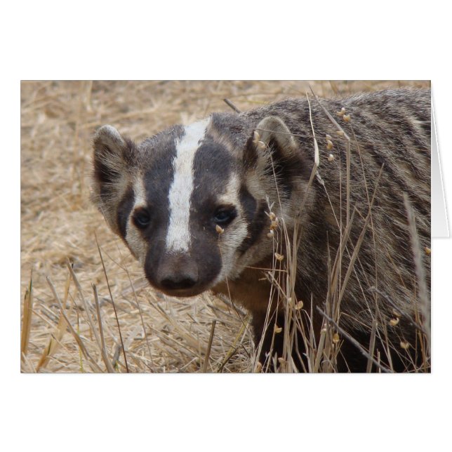 Badger Staredown Card (Front Horizontal)