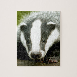 Badger - Stunning pro photo! Jigsaw Puzzle