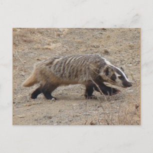 Badger Walking Postcard