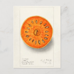 Bael (Aegle Marmelos) Fruit Watercolor Painting Postcard