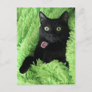 Bagheera the Black Cat Postcard
