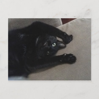 Bagheera the Black Cat Postcard