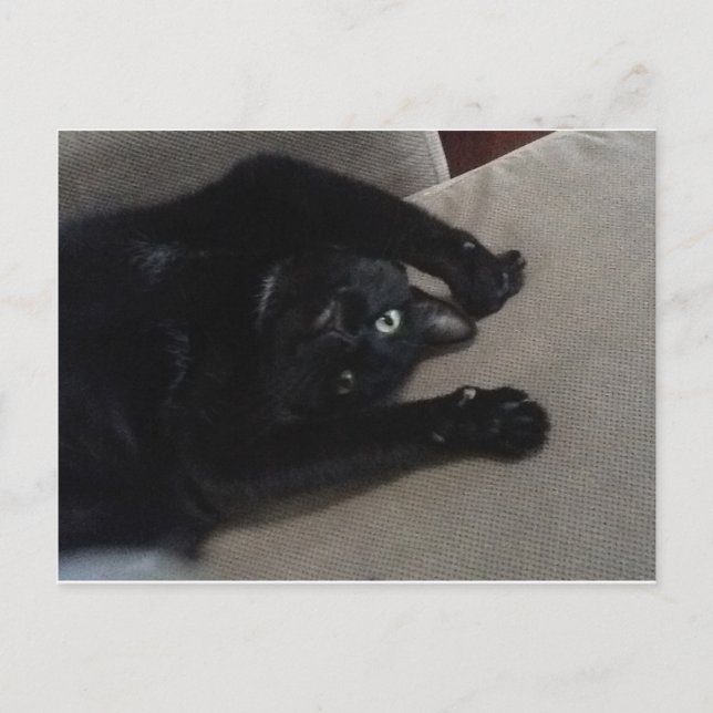 Bagheera the Black Cat Postcard (Front)