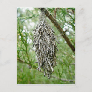 Bagworm Postcard