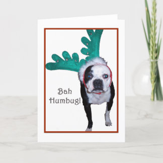 Bah Humbug! - Boston Terrier Holiday Card