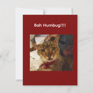 Bah Humbug cat with frown Holiday Card