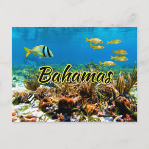 Bahamas coral reef postcard
