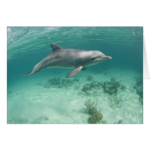 Bahamas, Grand Bahama Island, Freeport, Captive 6