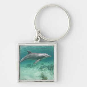 Bahamas, Grand Bahama Island, Freeport, Captive 6 Key Ring