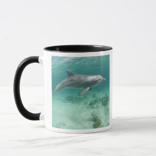 Bahamas, Grand Bahama Island, Freeport, Captive 6 Mug