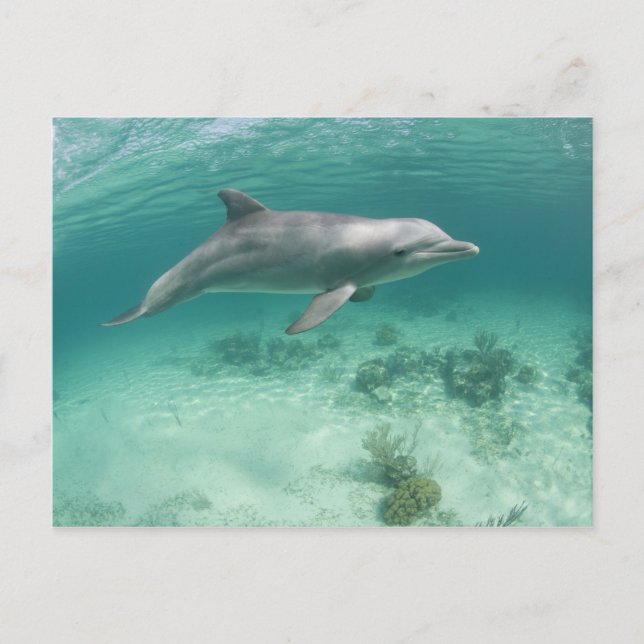 Bahamas, Grand Bahama Island, Freeport, Captive 6 Postcard (Front)