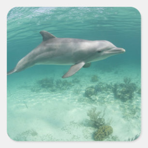 Bahamas, Grand Bahama Island, Freeport, Captive 6 Square Sticker