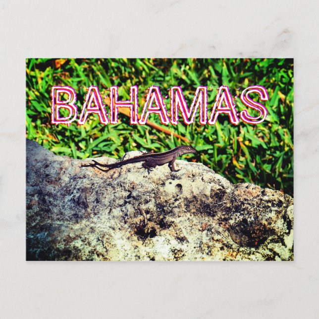 Bahamas Lizard Postcard (Front)