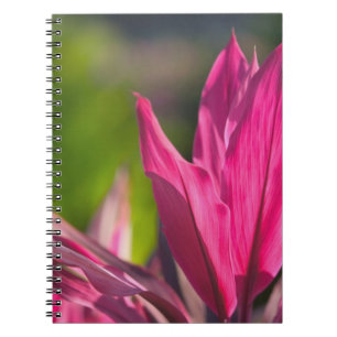 BAHAMAS, New Providence Island, Nassau: Paradise Notebook