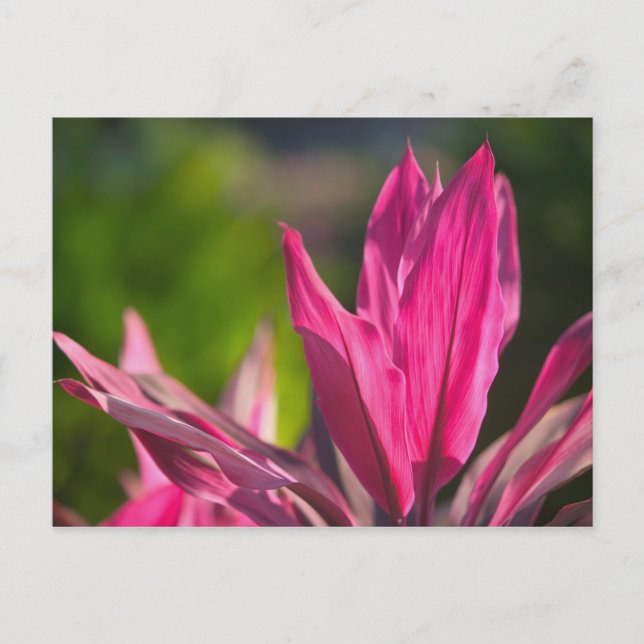 BAHAMAS, New Providence Island, Nassau: Paradise Postcard (Front)