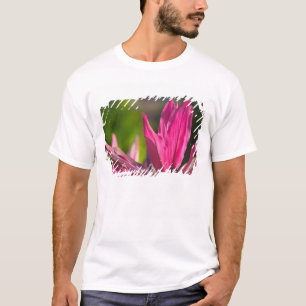 BAHAMAS, New Providence Island, Nassau: Paradise T-Shirt