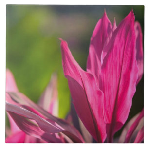 BAHAMAS, New Providence Island, Nassau: Paradise Tile