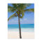 Bahamas Palm Tree