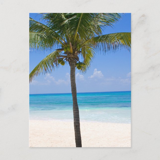 Bahamas Palm Tree Postcard (Front)