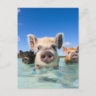 Bahamas Swimming Pig 2024 Holiday Postcard
