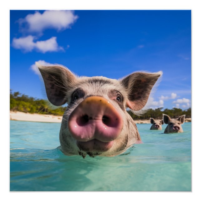 Bahamas Swimming Pig 2024 Poster (Front)