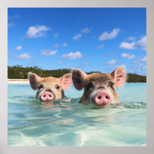 Bahamas Swimming Pig 2024 Poster