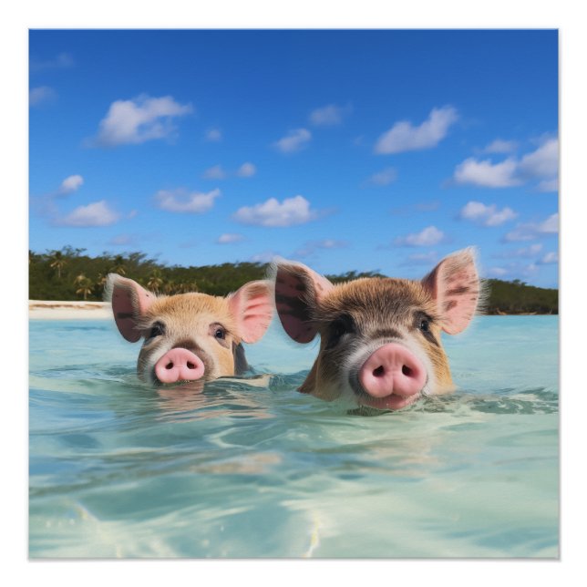Bahamas Swimming Pig 2024 Poster (Front)