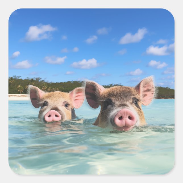 Bahamas Swimming Pig 2024 Square Sticker (Front)