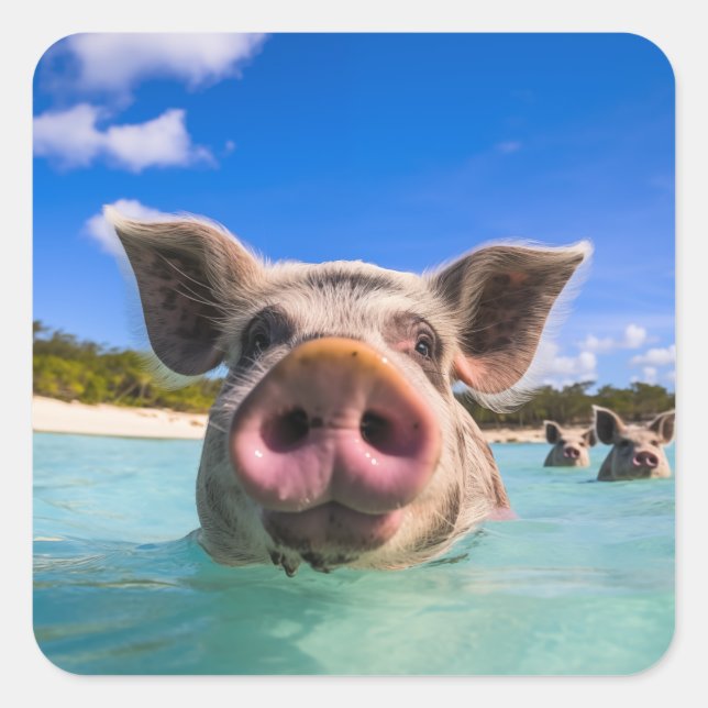 Bahamas Swimming Pig 2024 Square Sticker (Front)