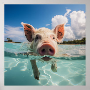 Bahamas Swimming Pig Poster