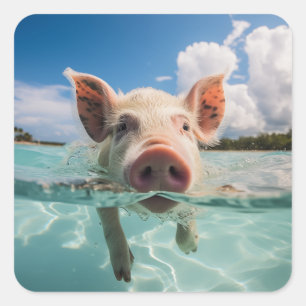 Bahamas Swimming Pig Square Sticker