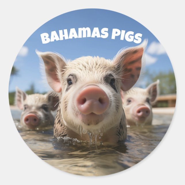 Bahamas Swimming Pigs - Exuma Pig Beach Adventure Classic Round Sticker (Front)