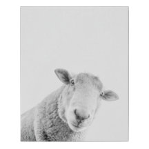 BahBah the sheep