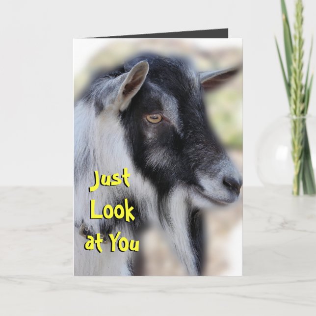 BaileyLookatYou-customise any occasion Card (Front)