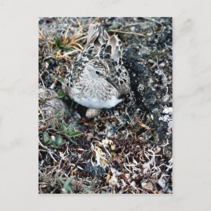 Baird's Sandpiper on Nest Postcard