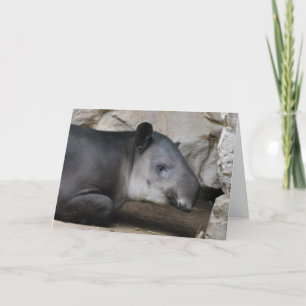 Baird's Tapir Greeting Card