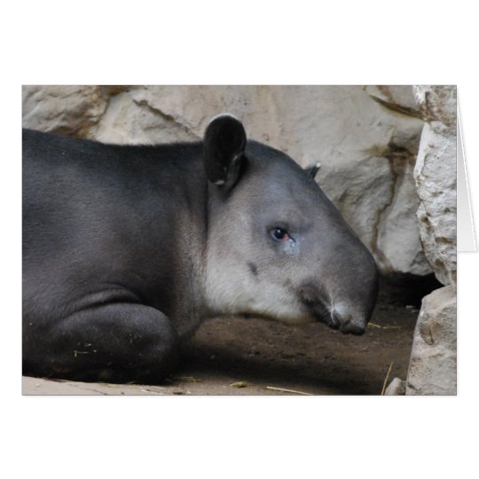 Baird's Tapir Greeting Card