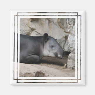 Baird's Tapir Magnet