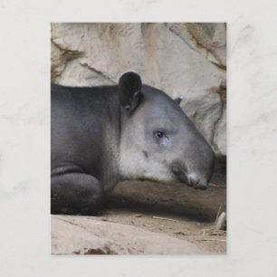 Baird's Tapir Postcard