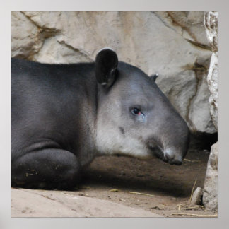 Bairds Tapir Poster