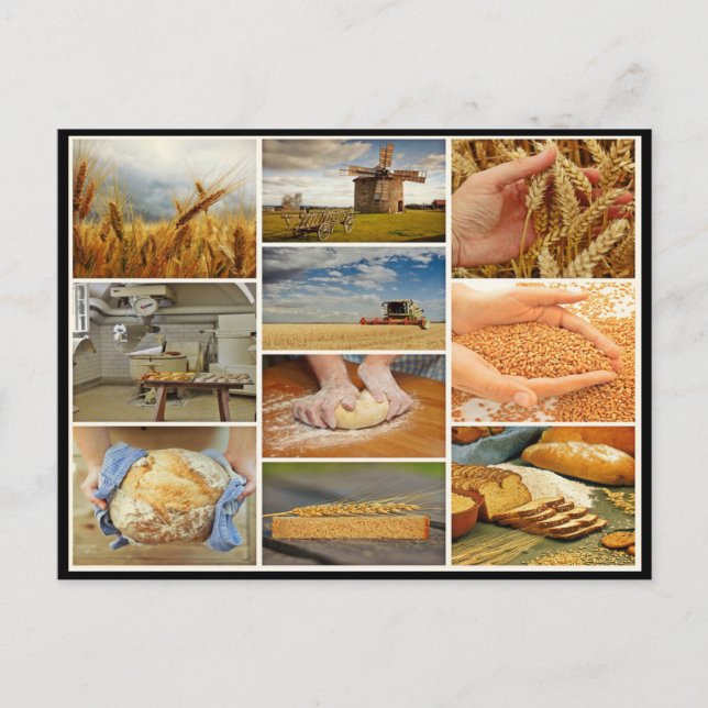 Bake bread wheat pastries dough collage postcard (Front)