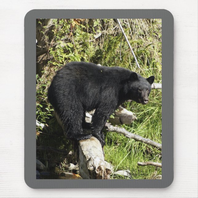 "Balancing Act" Black Bear gifts Mouse Mat (Front)