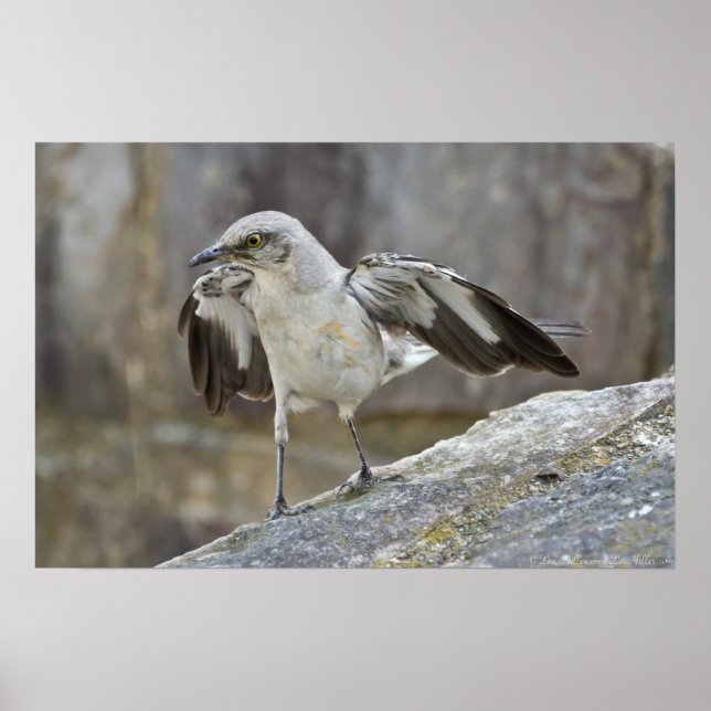 "Balancing Act" Juvenile Mockingbird Poster (Front)