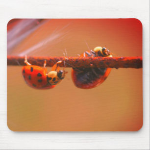 Balancing Ladybugs Nature  Mouse Mat