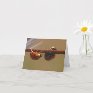 Balancing Ladybugs Nature Photography Note Card