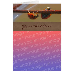 Balancing Ladybugs Nature Your Photo
