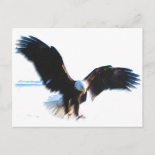 Bald American Eagle Landing Postcard